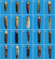 Attēlu rezultāti vaicājumam “Cicadellidae”