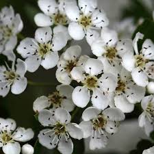 Attēlu rezultāti vaicājumam “Crataegus monogyna”