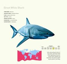 Image result for Carcharias