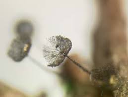 Attēlu rezultāti vaicājumam “Licea minima sessile”