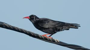 Image result for Pyrrhocorax pyrrhocorax