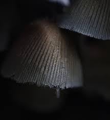 Attēlu rezultāti vaicājumam “Comatricha nigra young”