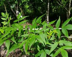 Attēlu rezultāti vaicājumam “Fraxinus”