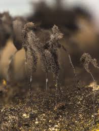 Attēlu rezultāti vaicājumam “Stemonaria irregularis”