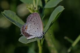 Attēlu rezultāti vaicājumam “Everes argiades underside”