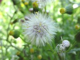 Attēlu rezultāti vaicājumam “Senecio vulgaris flower”