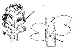 Attēlu rezultāti vaicājumam “Lophozia laxa”