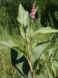 Attēlu rezultāti vaicājumam “Polygonum amphibium”