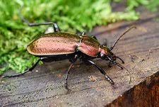 Attēlu rezultāti vaicājumam “Carabus arcensis”