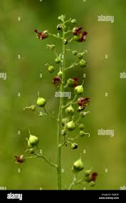 Attēlu rezultāti vaicājumam “Scrophularia umbrosa flower”