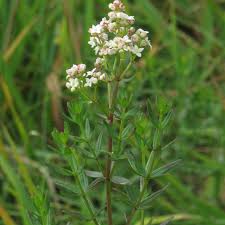 Attēlu rezultāti vaicājumam “Galium boreale bud”