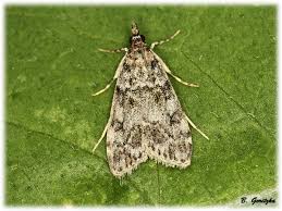 Attēlu rezultāti vaicājumam “Eudonia lacustrata”