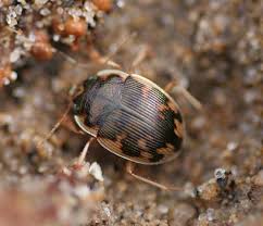 Attēlu rezultāti vaicājumam “Omophron limbatum”