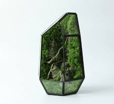 Attēlu rezultāti vaicājumam “Didymodon rigidulus sporophyte”