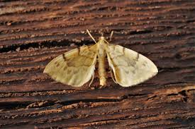 Attēlu rezultāti vaicājumam “Eulithis pyraliata”