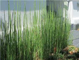 Attēlu rezultāti vaicājumam “Equisetum hyemale”