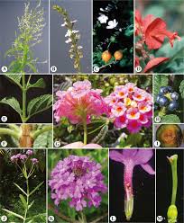 Attēlu rezultāti vaicājumam “Scrophulariaceae”