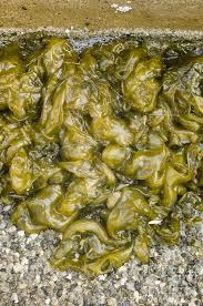 Attēlu rezultāti vaicājumam “Nostoc commune cells”