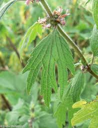 Attēlu rezultāti vaicājumam “Leonurus quinquelobatus”