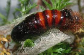 Attēlu rezultāti vaicājumam “Diacrisia sannio male”