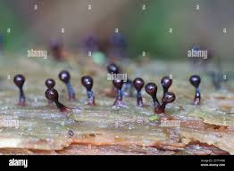 Attēlu rezultāti vaicājumam “Trichia botrytis stalked”