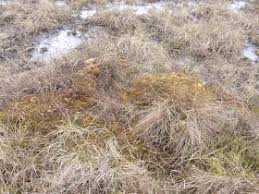 Attēlu rezultāti vaicājumam “Sphagnum austinii”