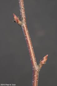 Attēlu rezultāti vaicājumam “Betula papyrifera”