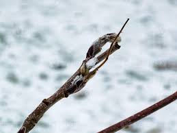 Attēlu rezultāti vaicājumam “Sorbus aucuparia bud”