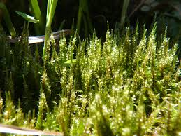 Attēlu rezultāti vaicājumam “Calliergon giganteum”