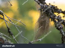 Attēlu rezultāti vaicājumam “Bryoria capillaris”