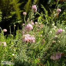 Attēlu rezultāti vaicājumam “Erica tetralix”