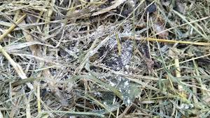 Attēlu rezultāti vaicājumam “Athelia arachnoidea”