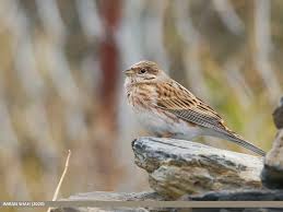 Image result for Emberiza leucocephalos