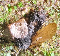 Attēlu rezultāti vaicājumam “Melanospora lagenaria”