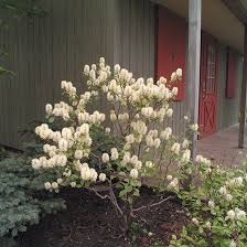 Attēlu rezultāti vaicājumam “Fothergilla major”