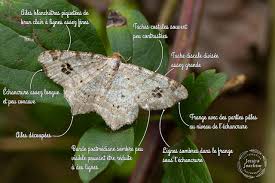 Attēlu rezultāti vaicājumam “Macaria notata”