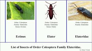 Attēlu rezultāti vaicājumam “Cidnopus aeruginosus”