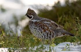 Attēlu rezultāti vaicājumam “Tetrastes bonasia”