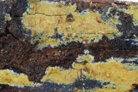 Attēlu rezultāti vaicājumam “Crustoderma dryinum”