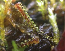 Attēlu rezultāti vaicājumam “Paludella squarrosa”