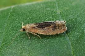 Attēlu rezultāti vaicājumam “Epinotia brunnichana”