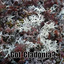 Attēlu rezultāti vaicājumam “Cladonia”