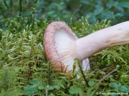 Attēlu rezultāti vaicājumam “Lactarius torminosus”