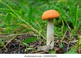 Attēlu rezultāti vaicājumam “Leccinum aurantiacum”