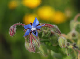Attēlu rezultāti vaicājumam “Borago officinalis bud”