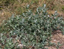 Attēlu rezultāti vaicājumam “Atriplex littoralis fruit”