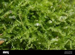 Attēlu rezultāti vaicājumam “Cephalozia bicuspidata”