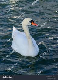 Attēlu rezultāti vaicājumam “Cygnus olor adult”