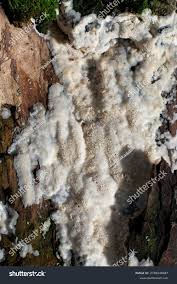 Attēlu rezultāti vaicājumam “Oxyporus”