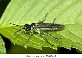 Attēlu rezultāti vaicājumam “Rhogogaster viridis”